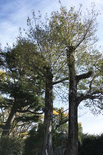 上野動物園　マレーグマ舎
