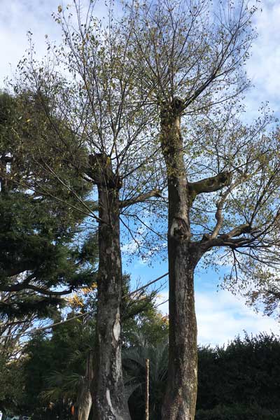 上野動物園　マレーグマ舎