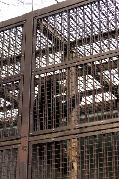 熊本市動植物園 マレーグマ フジ