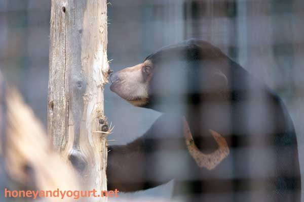 熊本市動植物園　マレーグマ　フジ