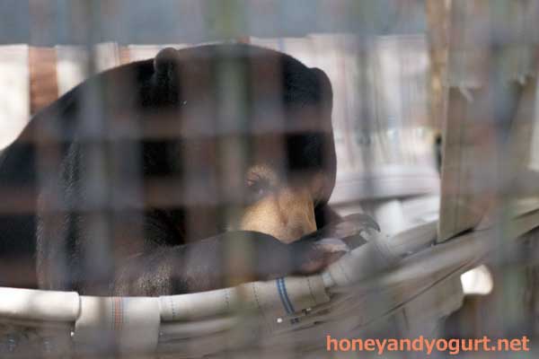 熊本市動植物園　マレーグマ　フジ