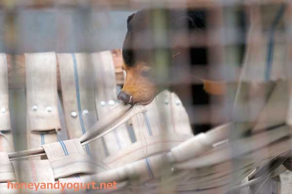 熊本市動植物園　マレーグマ　マーネ