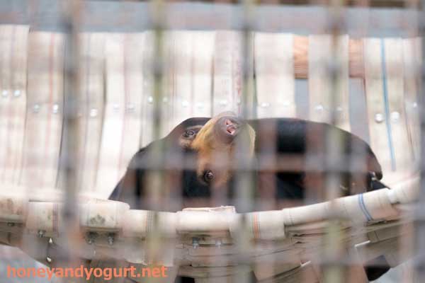 熊本市動植物園 マレーグマ フジ