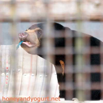 熊本市動植物園 マレーグマ フジ