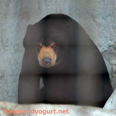 熊本市動植物園 マレーグマ フジ