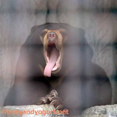 熊本市動植物園 マレーグマ フジ