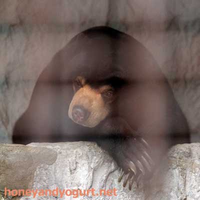 熊本市動植物園 マレーグマ フジ