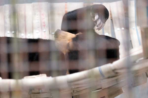熊本市動植物園 マレーグマ フジ