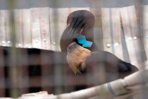 熊本市動植物園 マレーグマ フジ