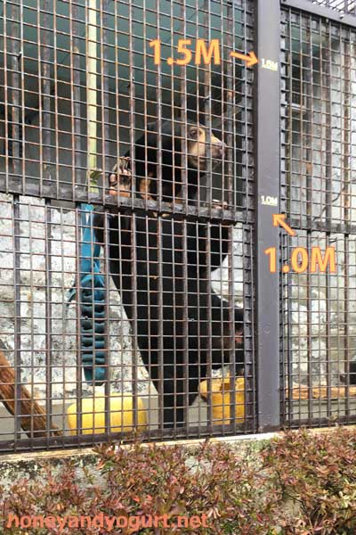 熊本市動植物園 マレーグマ フジ