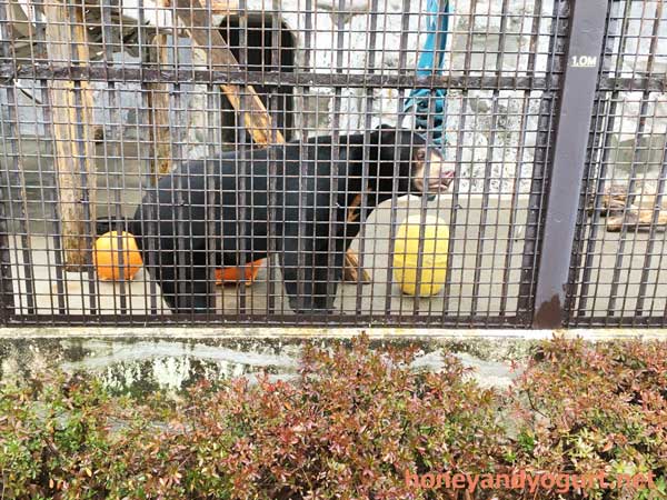 熊本市動植物園 マレーグマ フジ