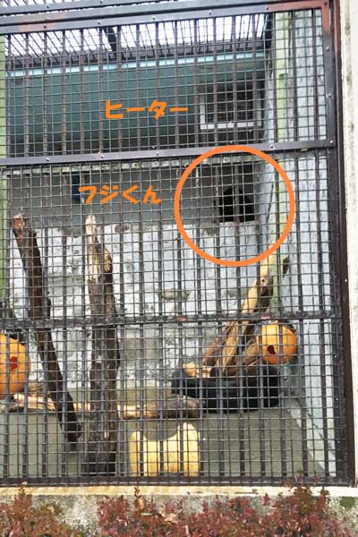 熊本市動植物園 マレーグマ フジ