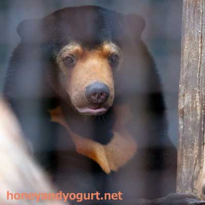 熊本市動植物園　マレーグマ　マーネ