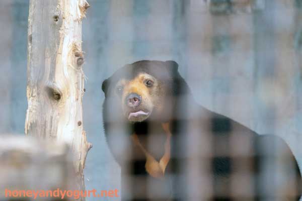 熊本市動植物園　マレーグマ　マーネ