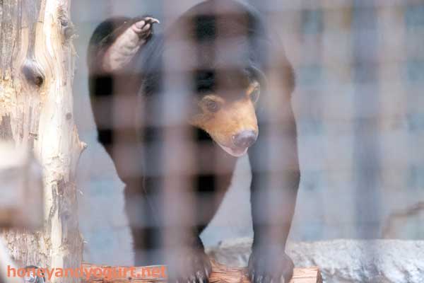 熊本市動植物園　マレーグマ　マーネ