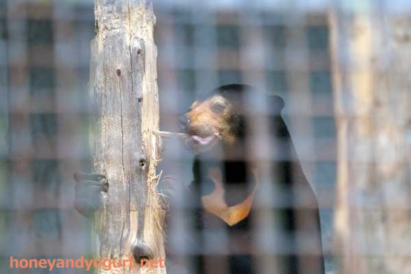 熊本市動植物園　マレーグマ　マーネ