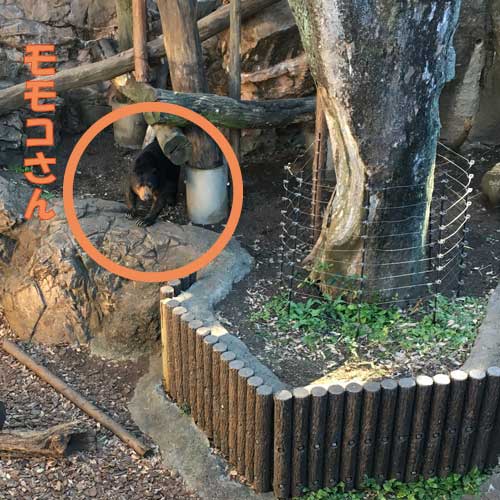 上野動物園　マレーグマ　モモコ