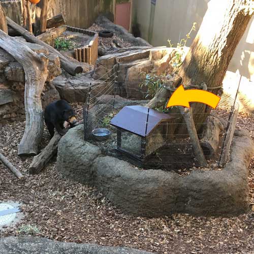上野動物園　マレーグマ　モモコ