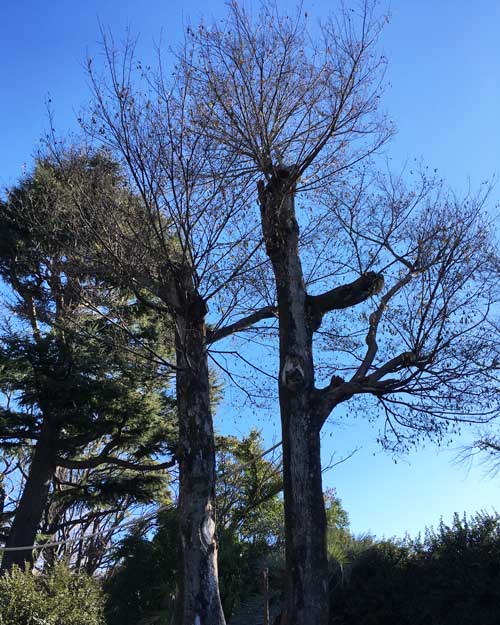 上野動物園　マレーグマ舎
