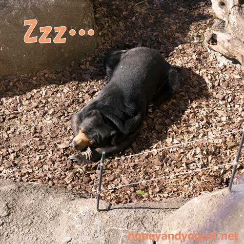 上野動物園　マレーグマ　モモコ