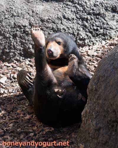 上野動物園　マレーグマ　モモコ