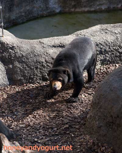 上野動物園　マレーグマ　モモコ