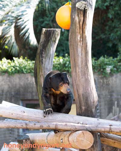 上野動物園 マレーグマ モモコ