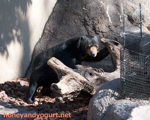 上野動物園 マレーグマ モモコ