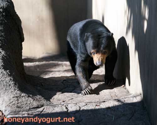 上野動物園 マレーグマ モモコ