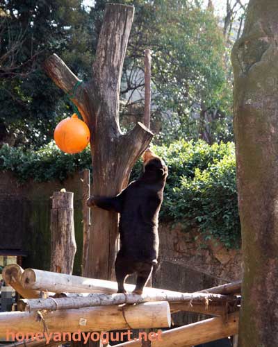 上野動物園　マレーグマ　キョウコ