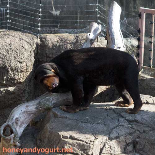 上野動物園　マレーグマ　キョウコ