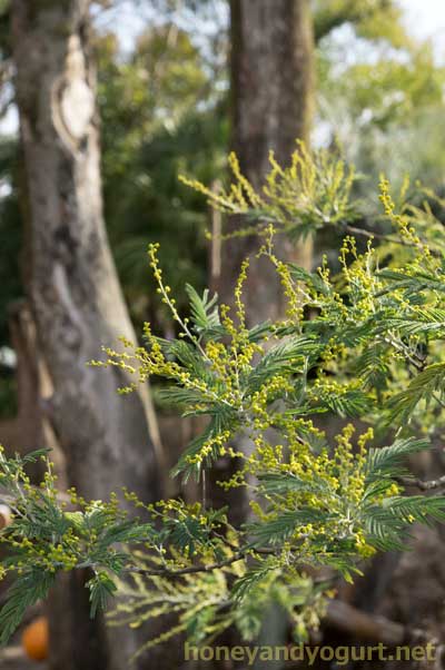 上野動物園　マレーグマ舎