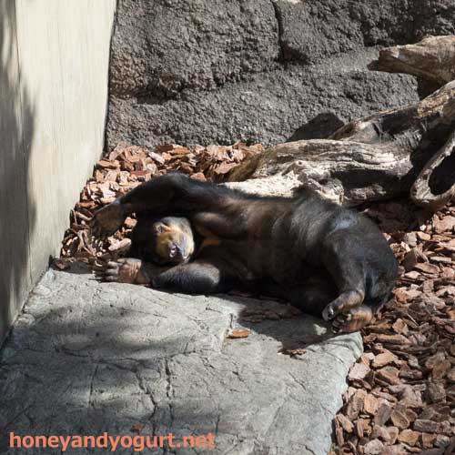 上野動物園　マレーグマ　モモコ