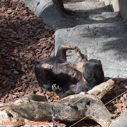 上野動物園　マレーグマ　モモコ