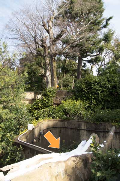 上野動物園　クマたちの丘