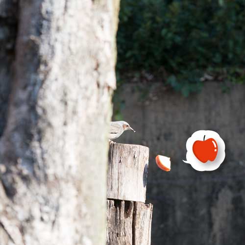 上野動物園 マレーグマ舎