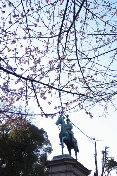 上野公園 寒桜