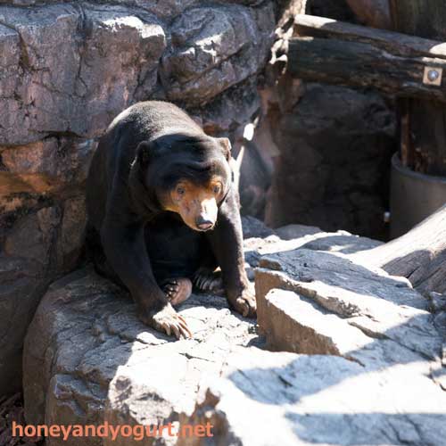 上野動物園 マレーグマ キョウコ