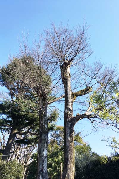 上野動物園 マレーグマ舎