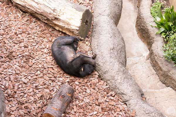 上野動物園 マレーグマ モモコ