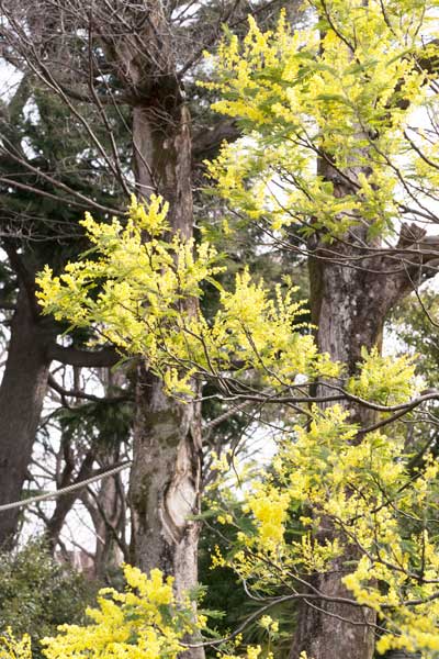 上野動物園 マレーグマ舎