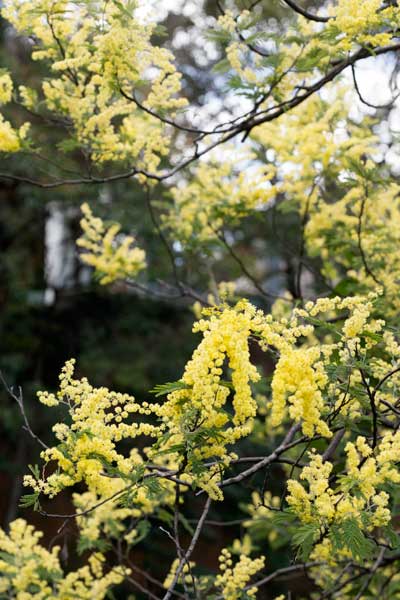 上野動物園 マレーグマ舎