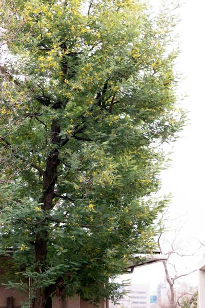 上野動物園 園内