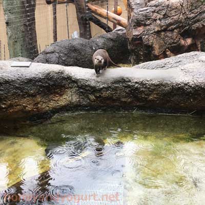 上野動物園　マレーグマ舎