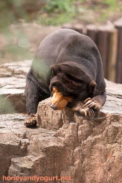 上野動物園 マレーグマ キョウコ