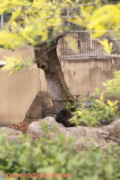 上野動物園 マレーグマ キョウコ
