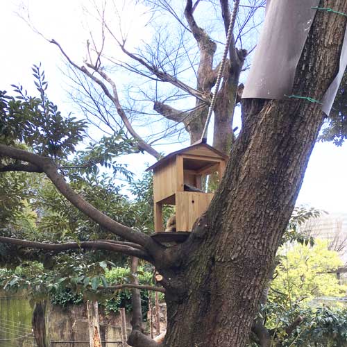 上野動物園 マレーグマ舎