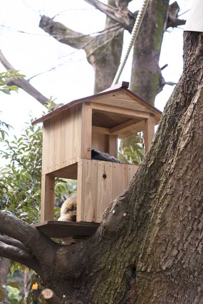 上野動物園 マレーグマ舎