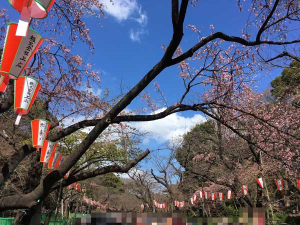 上野公園 桜並木