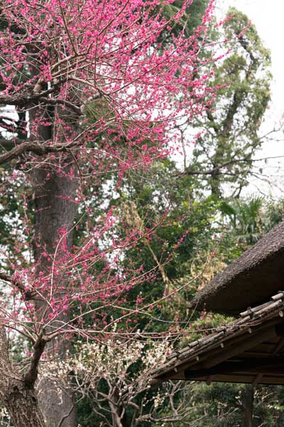 上野動物園 園内